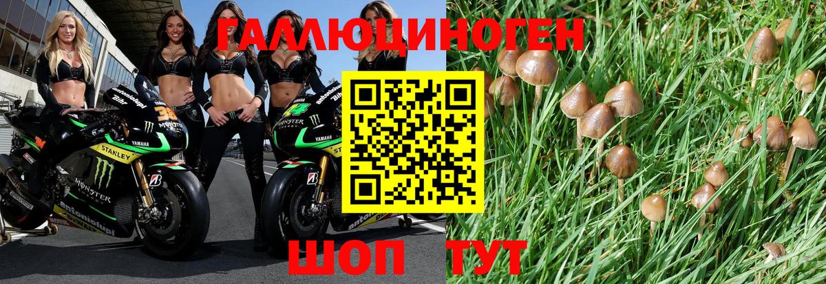 Галлюциногенные грибы Psilocybe Моздок